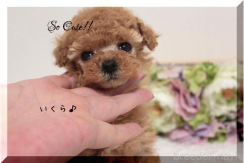 成約済の大阪府のティーカッププードル-373195の5枚目